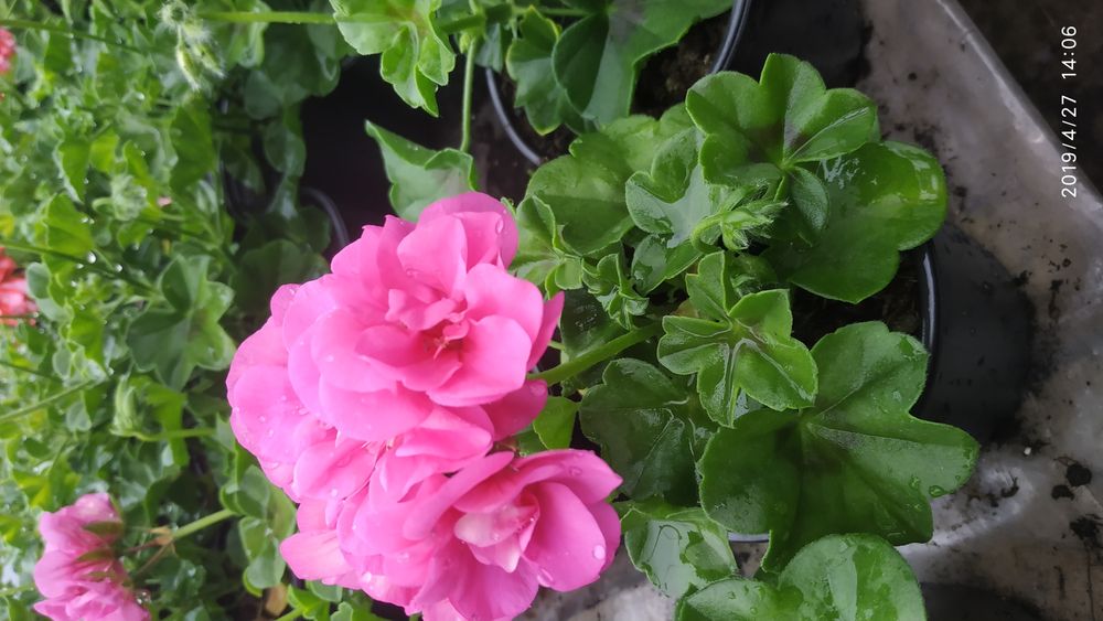 Kwiatek WPR - Pelargonia