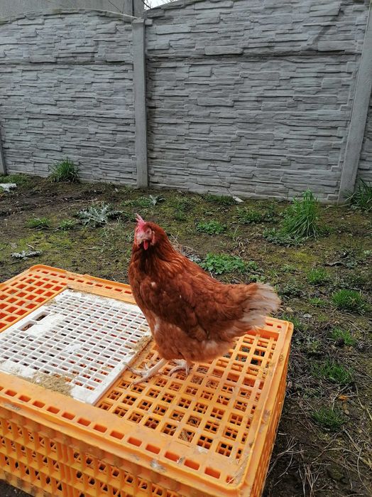 Kury Nioski z jakiem dowóz od 20 sztuk