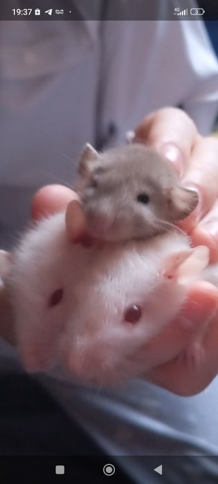 Дамбо пацюки щури крисята криси