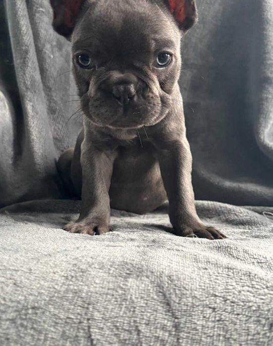 Блакитні цуценята французского бульдога! Вік 2 місяці!