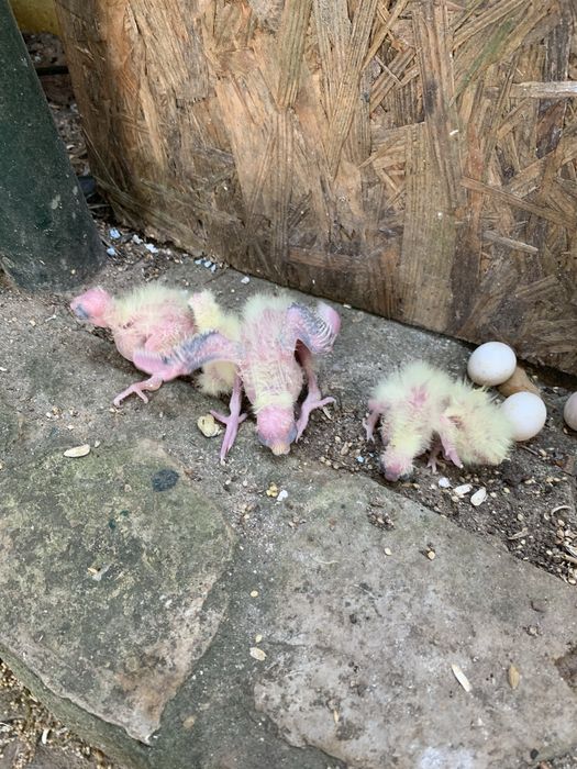 Vendo  caturras adultas e bebes