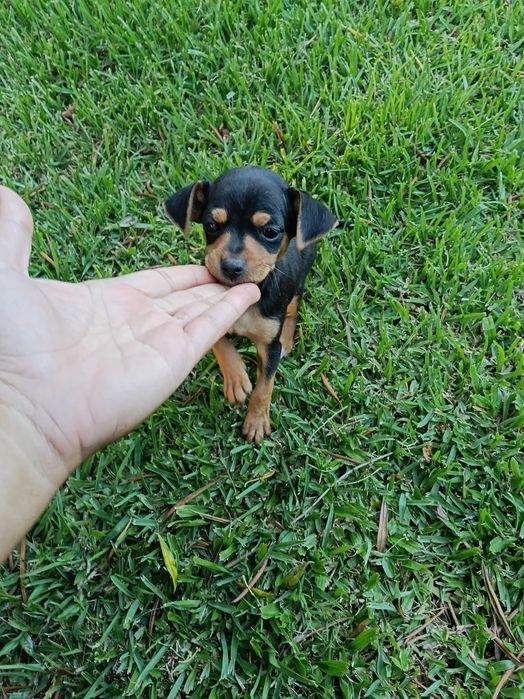 Pinscher macho lindo