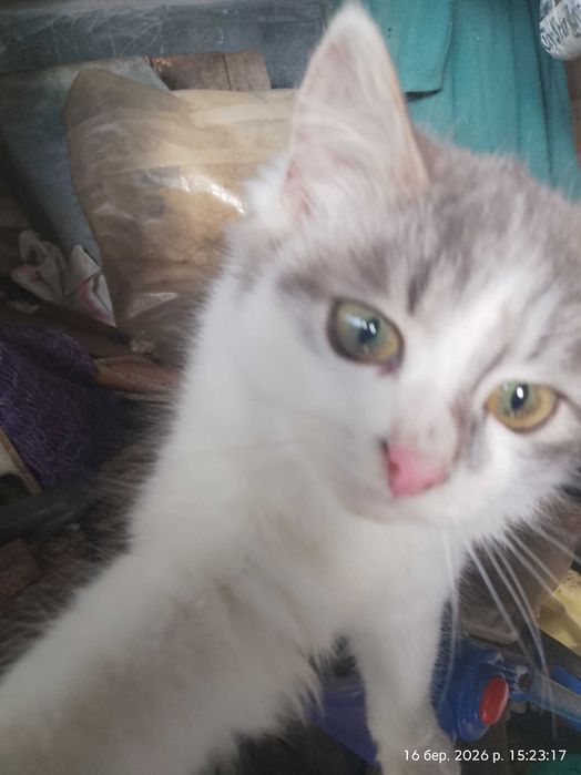 Продам кошенят кішечки