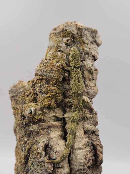 Gekon kameleonowy - Eurydactylodes agricolae, młody samiec