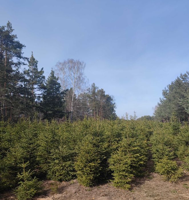 Choinki, plantacja świerku pospolitego sprzedaż hurtowa!
