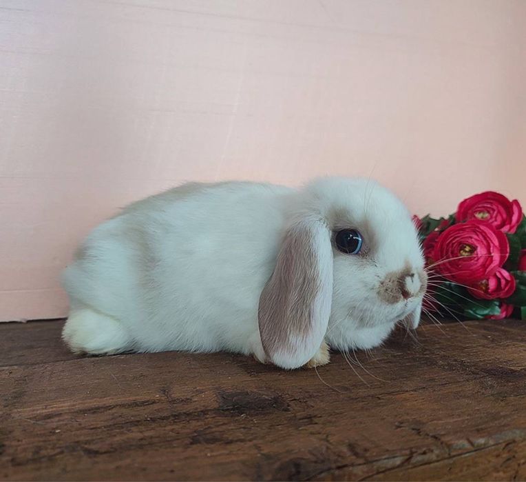 Эксклюзив! Нидерландский карлик из европейского питомника!