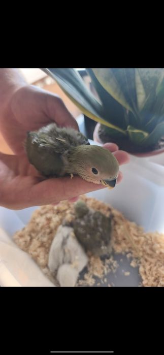 Agapórnis bebés para criar a mão