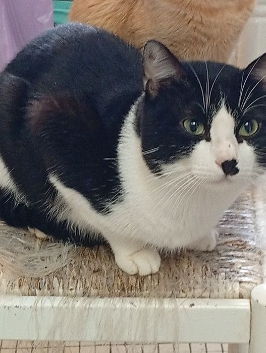 Dou gato macho preto e branco com 1 ano