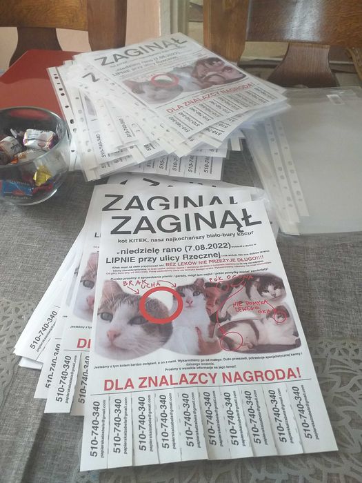 Zaginął kot Kitek! Bez ucha i połowy ogona. Prosimy o informacje!