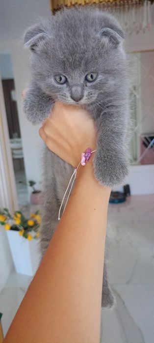 Продам кошеняток Шотландські веслоухі  довгошерсті в наявності 3 хлопчіка і одна дівчінка,