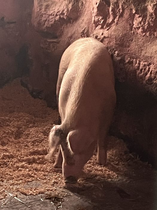 Porco bisaro criados ao natural