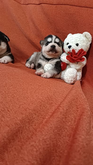 Хаскі: перспективні