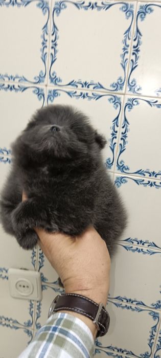 Spitz Alemão Anão ou Lulu da Pomerânia-Azul