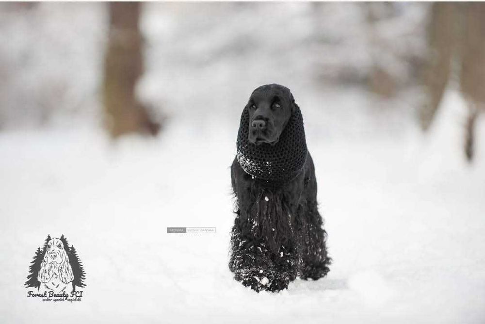 Cocker spaniel szczenięta