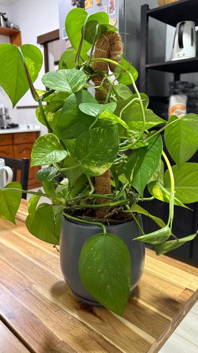 Jiboia Golden / Epipremnum aureum