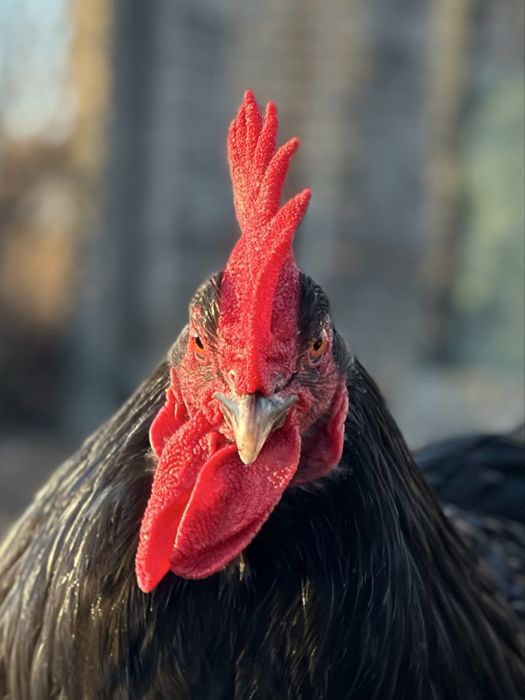 Koguty mixy 26 tygodni