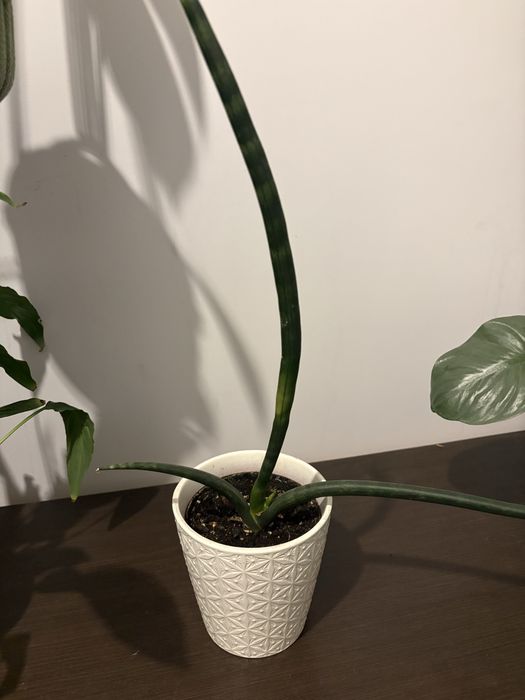 Sansevieria cylindryczna