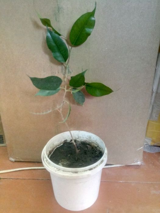 Фикус Бенджамина