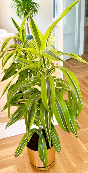 DRACENA fragrans , lemon lime, śliczna roślina wys90cm