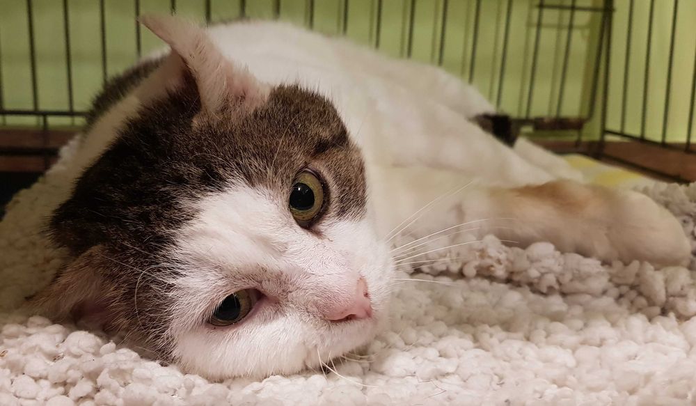 Poznań i okolice - kocurek Dynks szuka domu