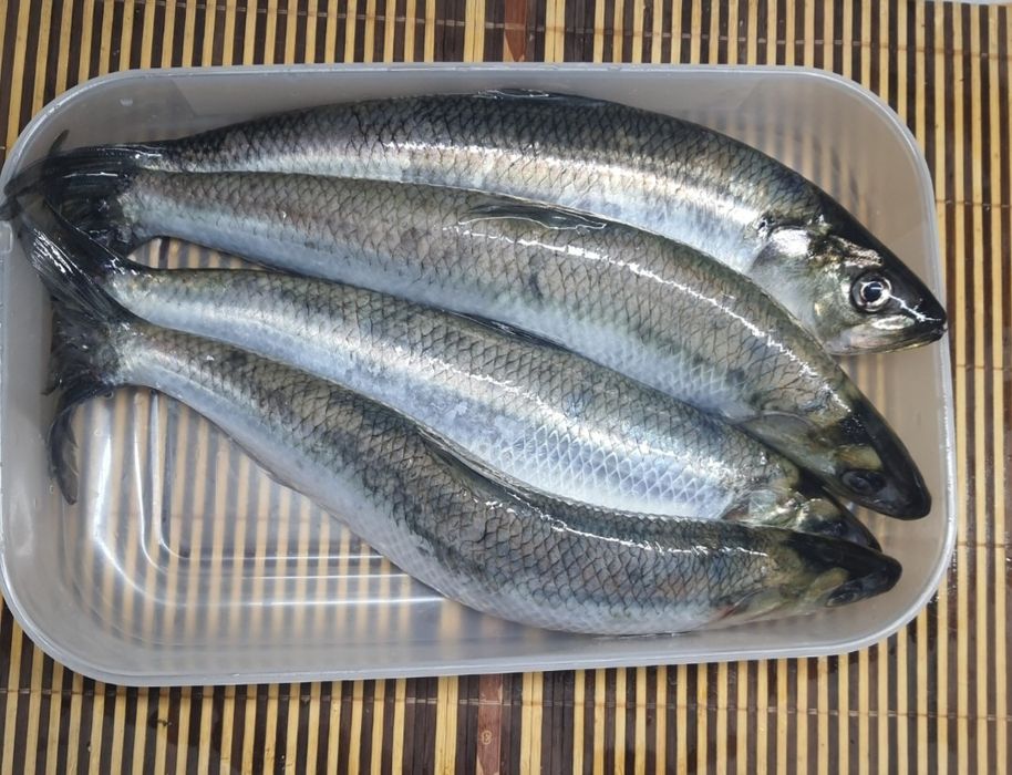 Селёдка дунайская( дунайка) 2026