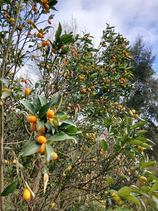 Fruta - kumquat biológico 15€/kg
