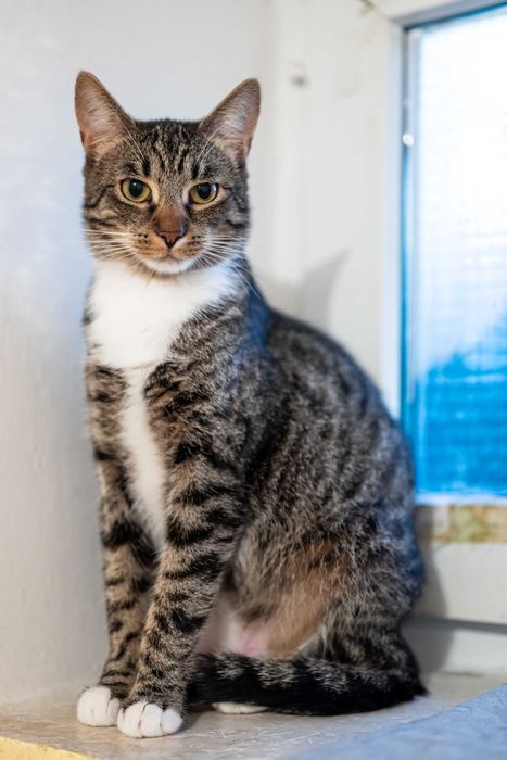 Foczka - młodziutka koteczka szuka domu