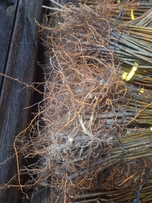 Podkładka jabłoni M9 M26 M7 P60