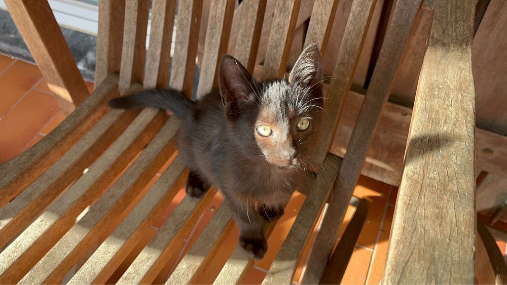 Gatinho preto para adoção responsável -