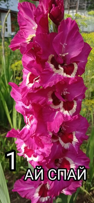 Продам цибулини гладіолусів