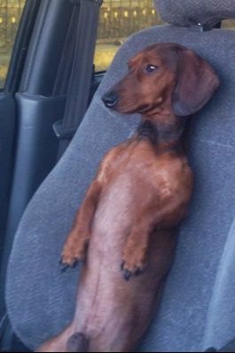 вязка такса кобель