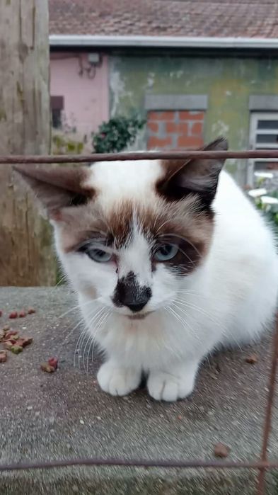 Gatinha para adopção