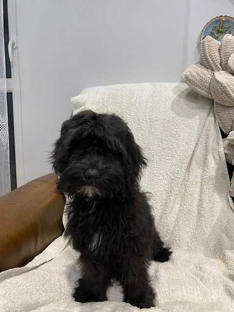 sprzedam pięknego cockapoo