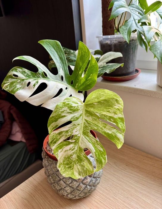 Monstera variegata