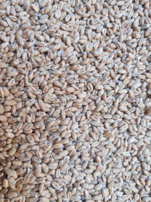 Pszenica workowana po 25 kg