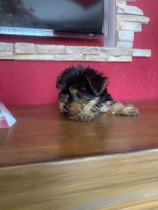 Продам цуценят Йорка