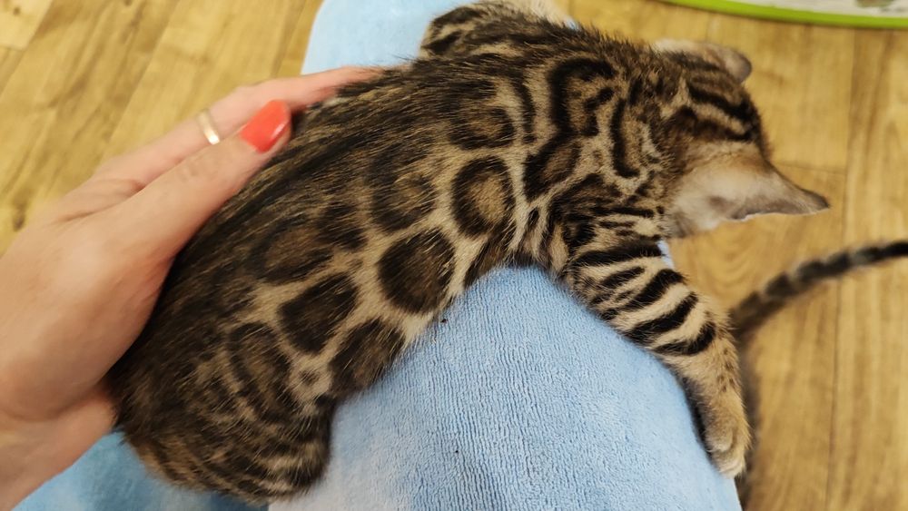 Бенгальські кошенята! Документи!