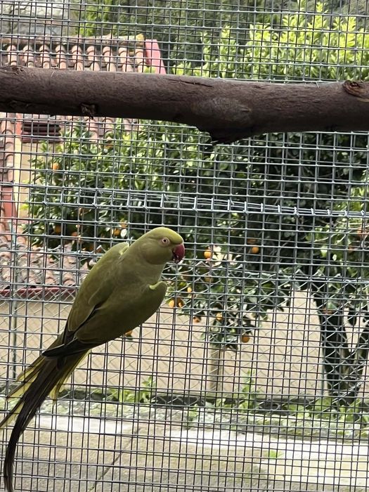 Ring neck  fêmea 2018