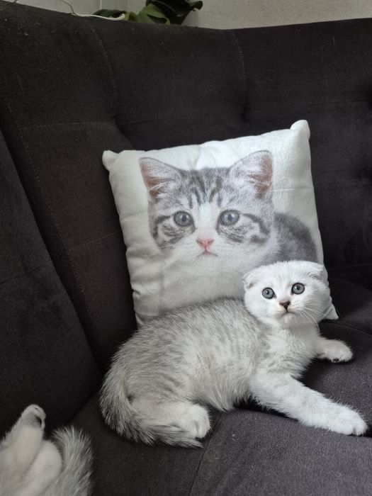 Вислоухая девочка серебристая шиншилла шотландский котёнок