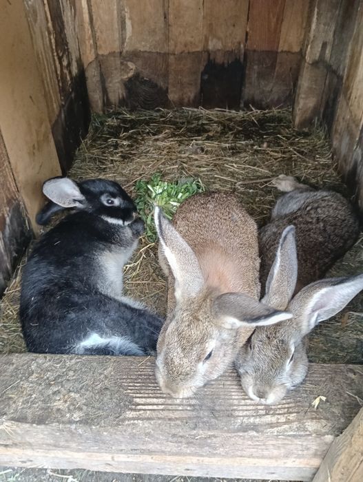 Króliki do sprzedania