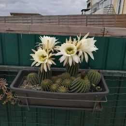 cactos em floreira ou isolados