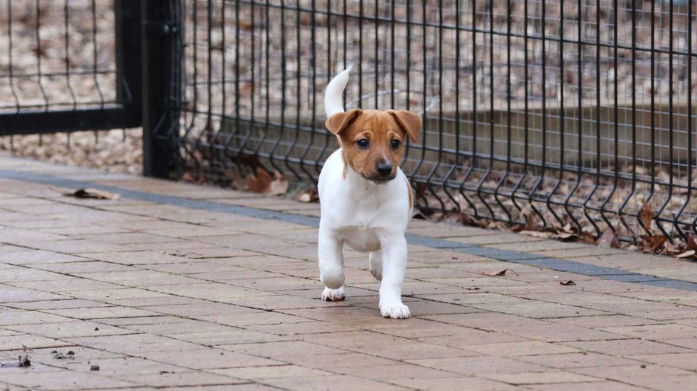 Bikolor SUCZKA JRT z hodowli BREFIO/badania genet./do odbioru