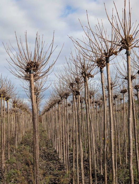 Catalpa Katalpa ,,nana'' wysokość 220cm 90zl obw12-14