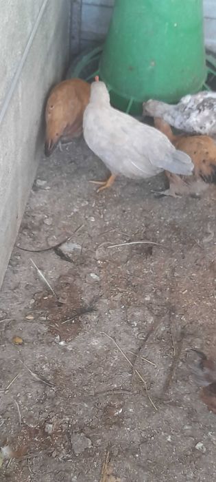 Aves de capoeira