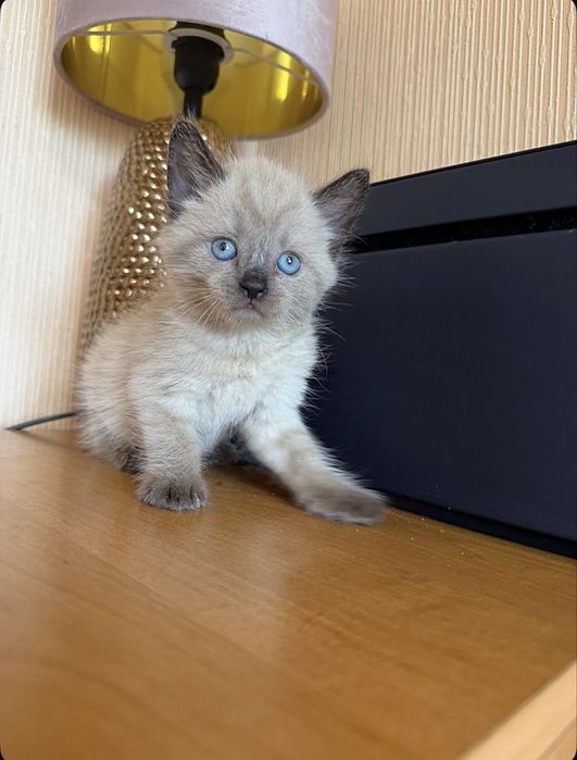 Хотите Ласкового котёнка?Он тут