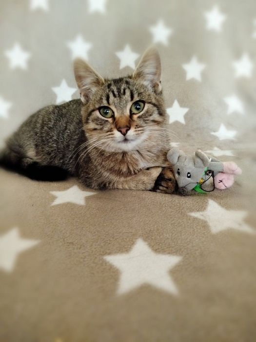 Кошеня в гарні руки