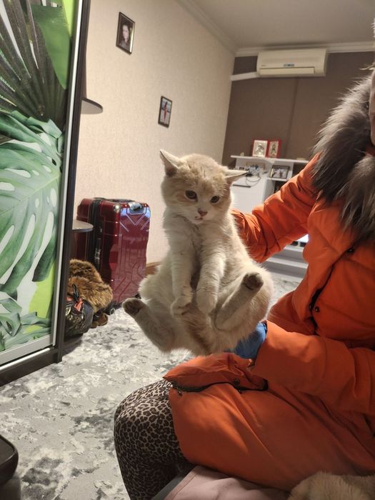 Кошенятка в хороші руки