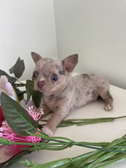 Chihuahua  femea   excelente merle chocolate