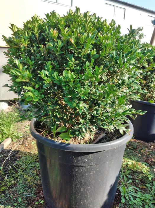 Bukszpan wiecznie zielony, wys. 40-50cm