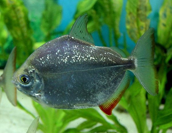 Płaskobok tępogłowy